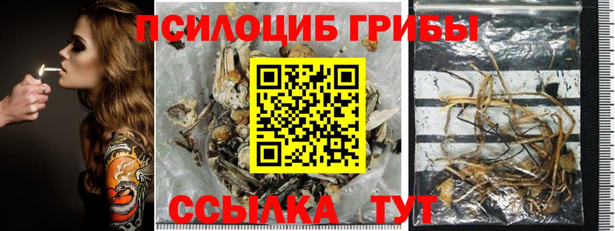 Вичуга  Галлюциногенные грибы мицелий  купить   Вход с VPN  Псилоцибиновые грибы Psilocybe 